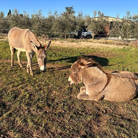 Agriturismo Il Puntoncino Марсилиана Экстерьер фото